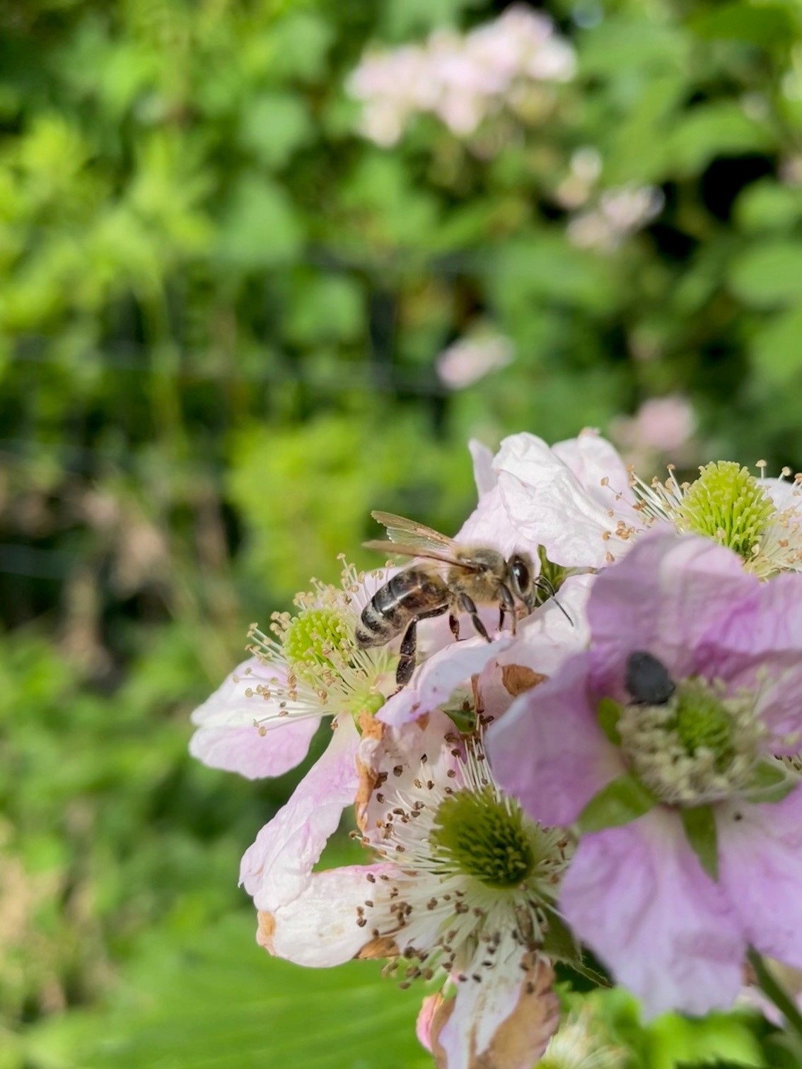 Eine Honigbiene sitzt auf einer rosa Brombeerblüte.