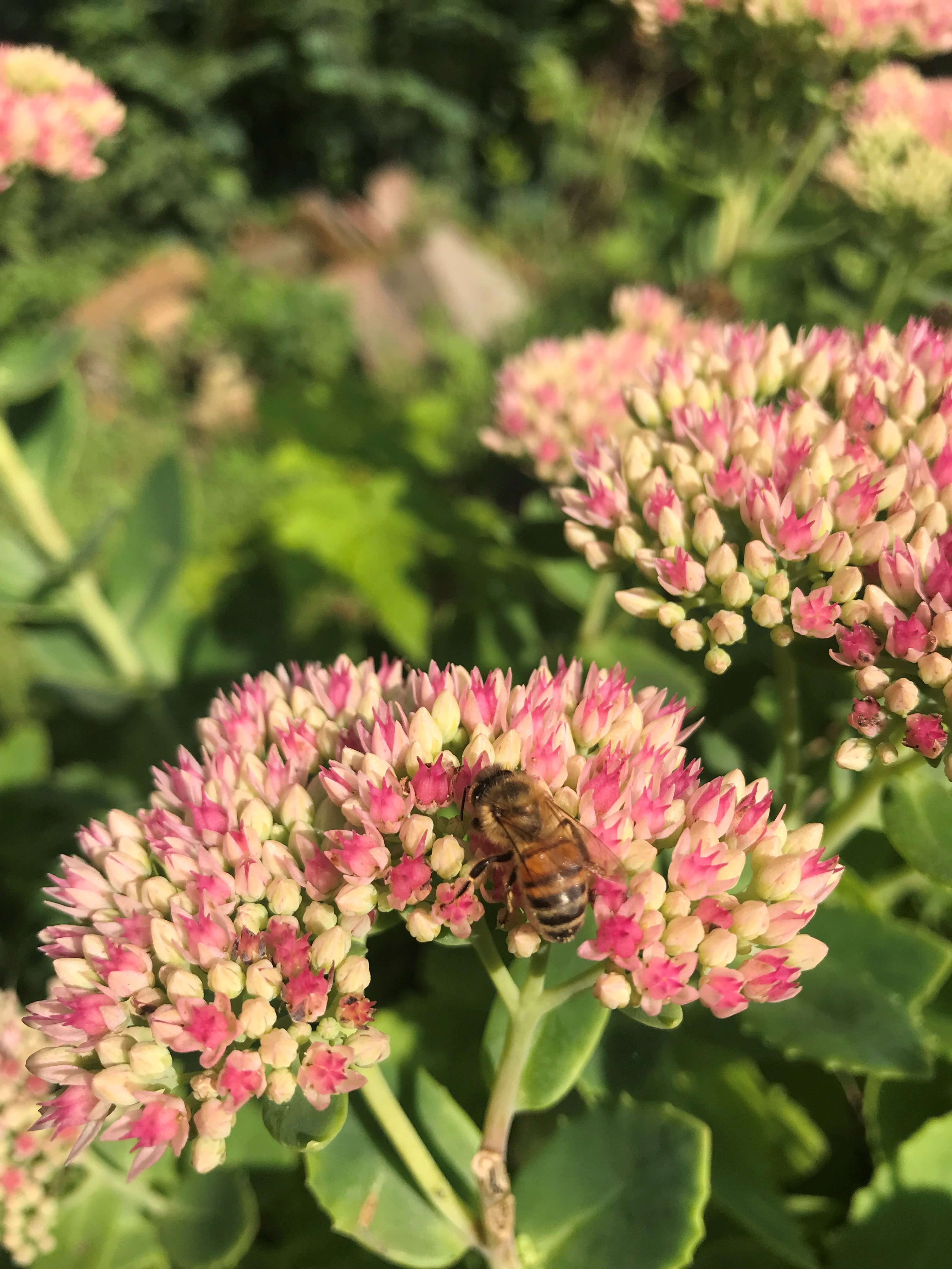 Eine Honigbiene sitzt auf der Blüte einer Fetthenne.