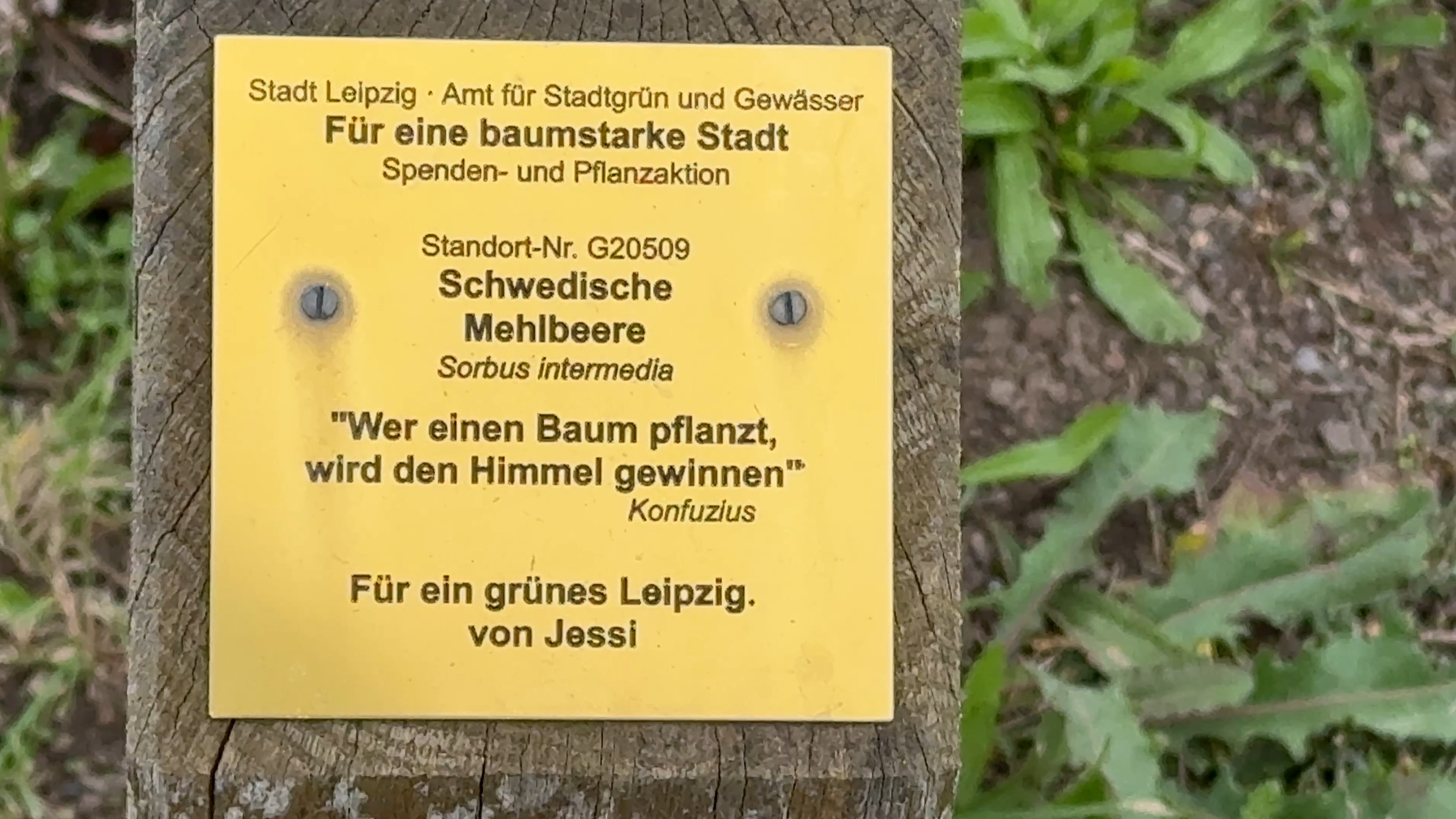Jessica Pfuhl ist Content Creator mit den Schwerpunkten Reisen und Natur. So lag auch ihr Widmungsspruch nah: „Wer einen Baum pflanzt, wird den Himmel gewinnen.“
