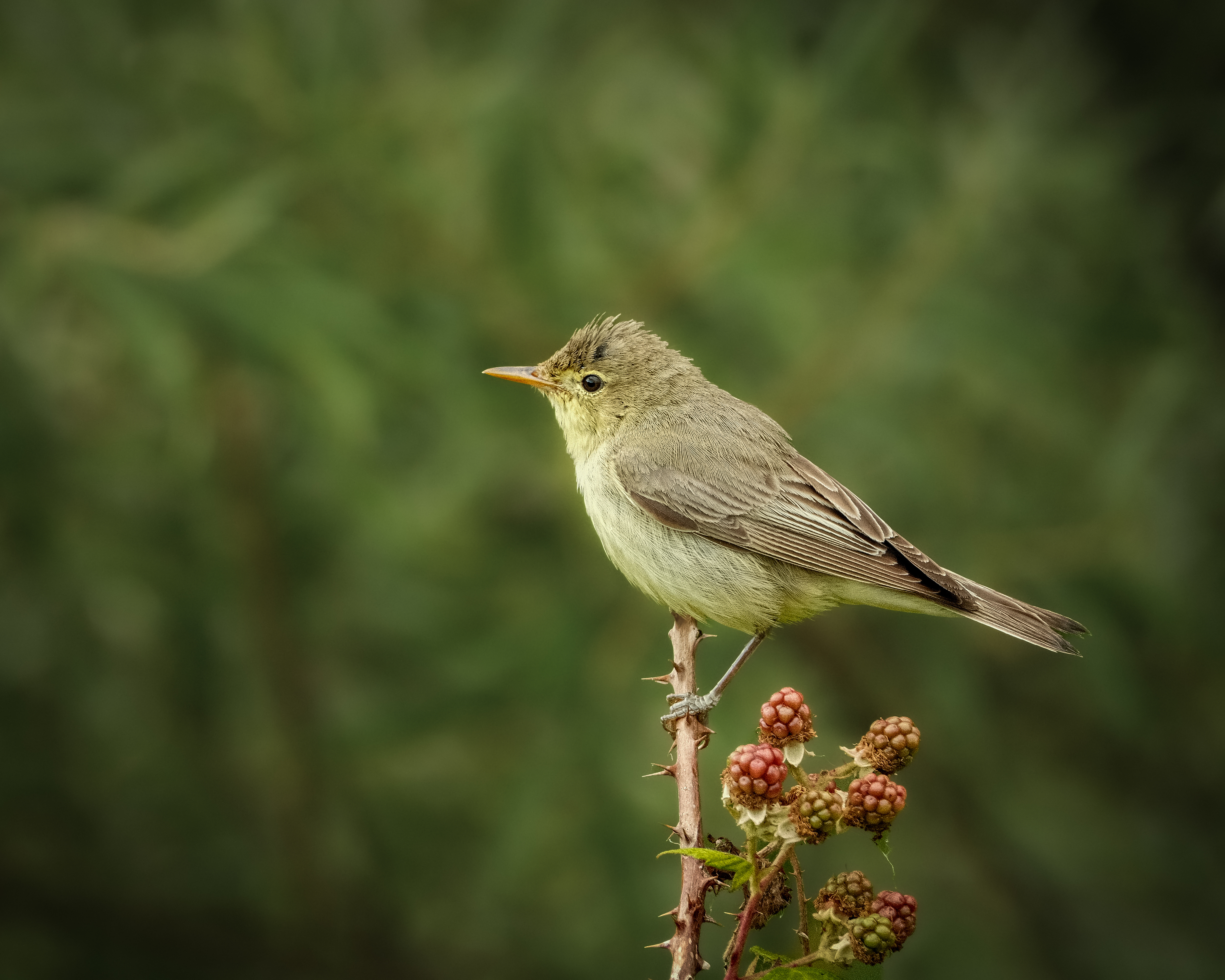 Ein spatzenähnlicher Vogel - der Zilpzalp - auf einem Brombeerbusch